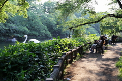 井の頭公園5月22日-1