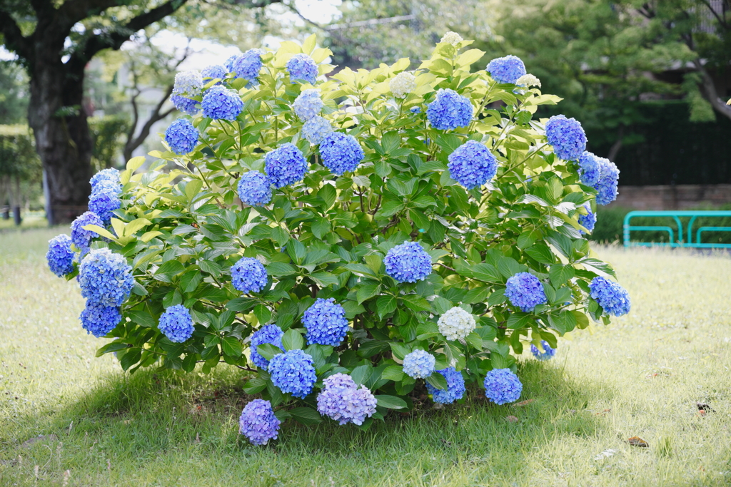 紫陽花7月2日-1