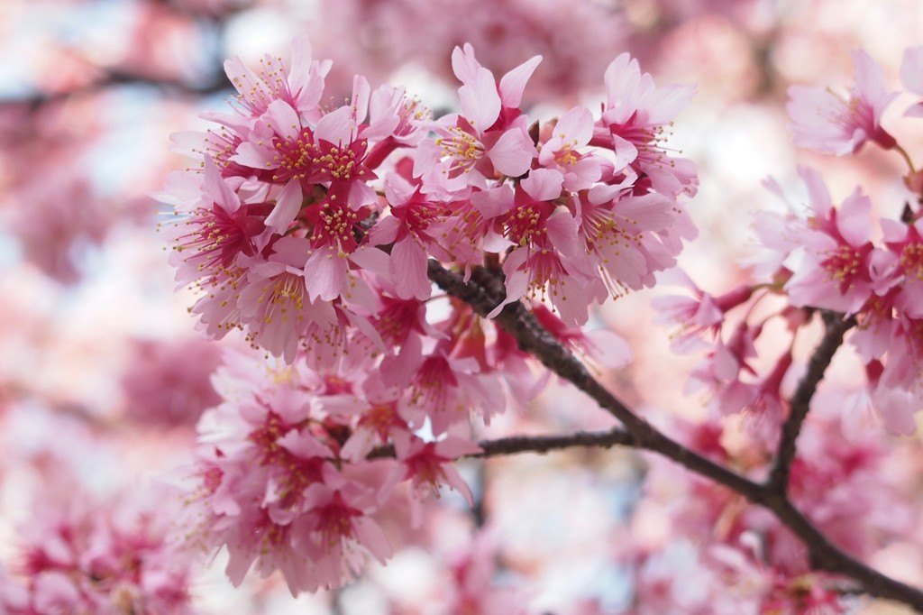 杉並区浜田山3月23日