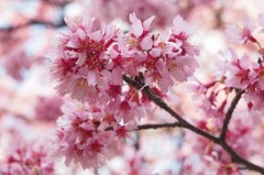 杉並区浜田山3月23日