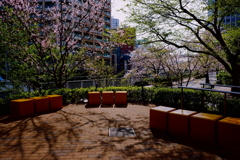 大崎4月6日