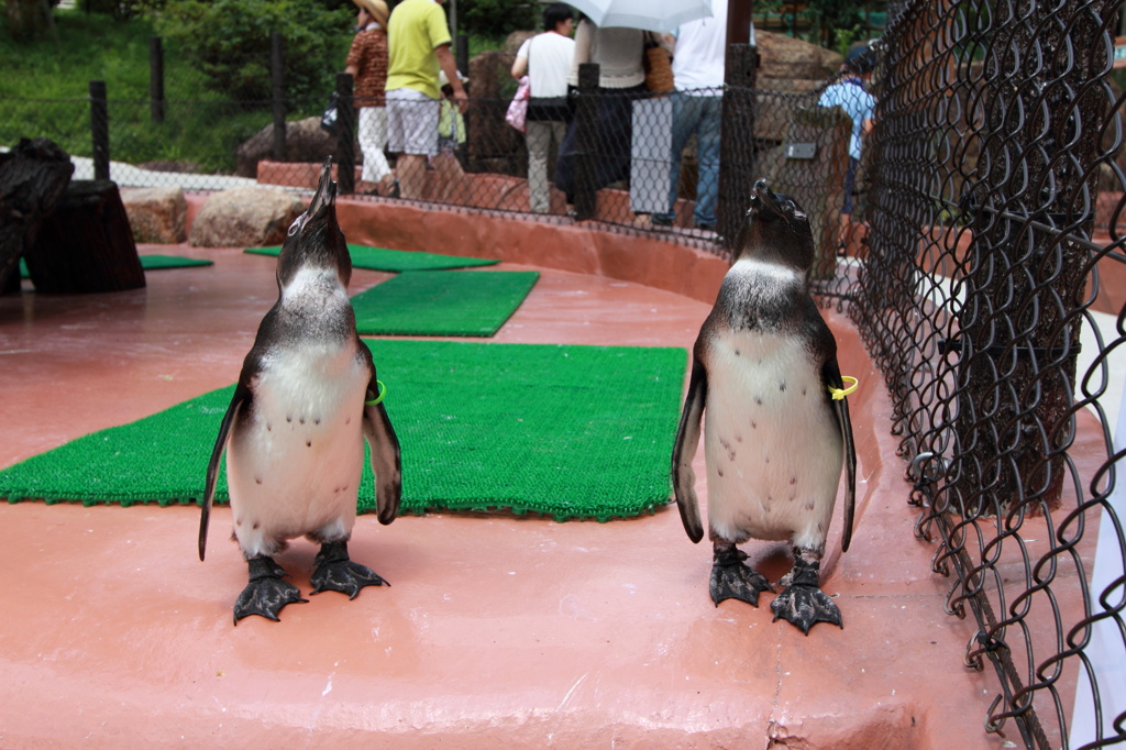 ペンギン