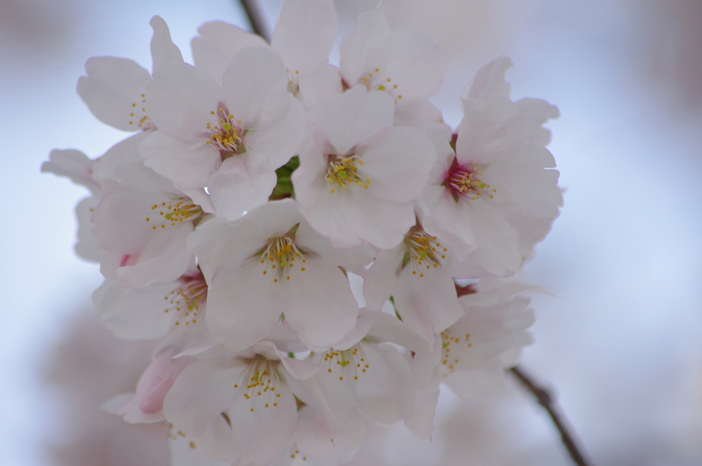 sakura