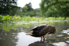 水面に映るは