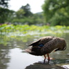 水面に映るは