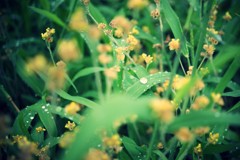 雨間に覗くは草間の水滴