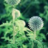 初夏の蒲公英