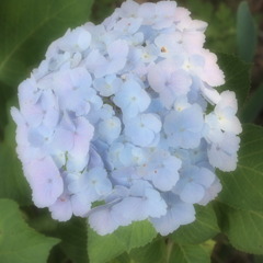 紫陽花