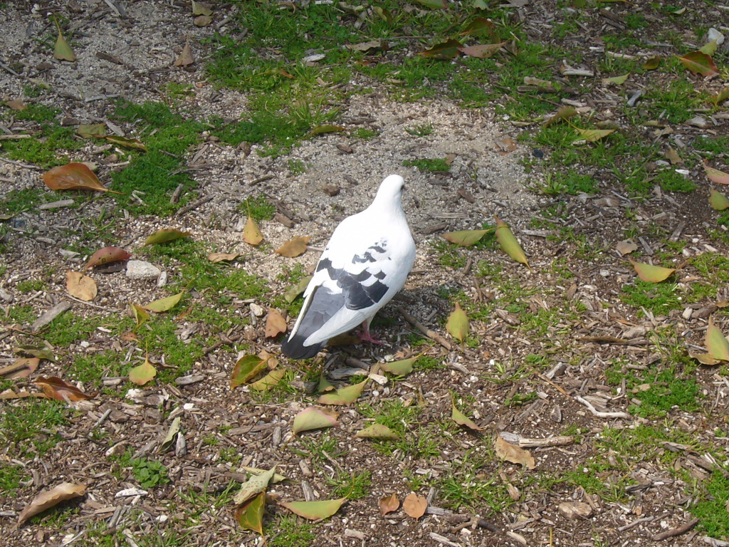 鳩