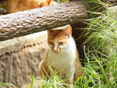 にゃお