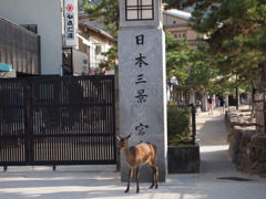 日本三景『宮じか』