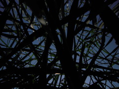 草