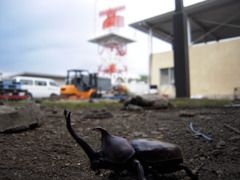 カブトムシ