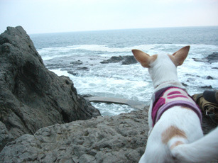 海に向かってバカやろー！