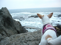 海に向かってバカやろー！