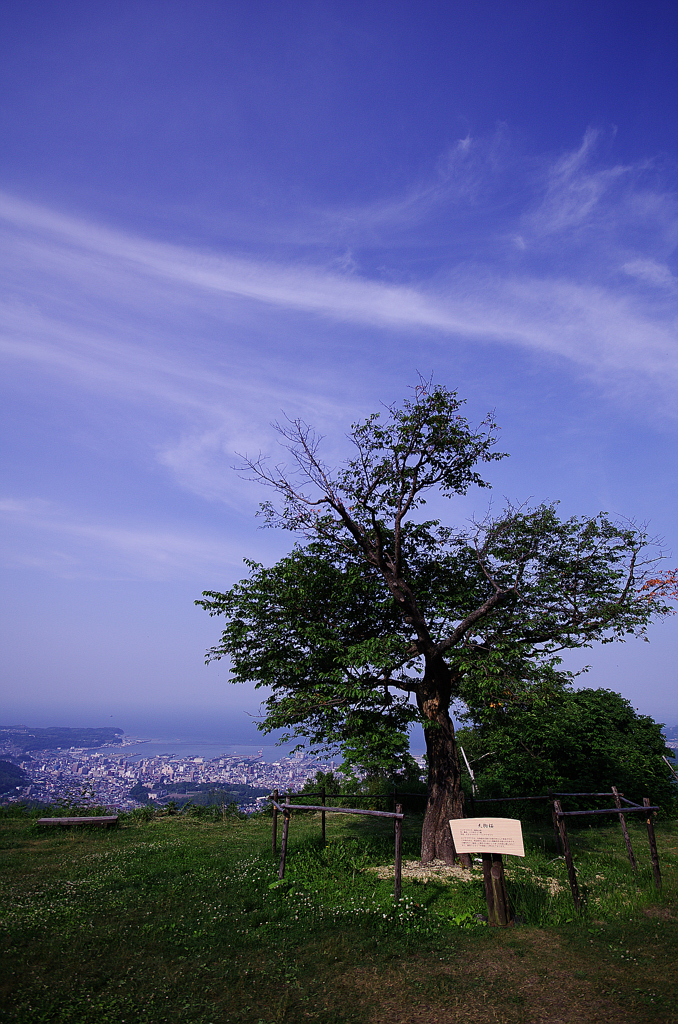 桜の木