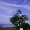 桜の木