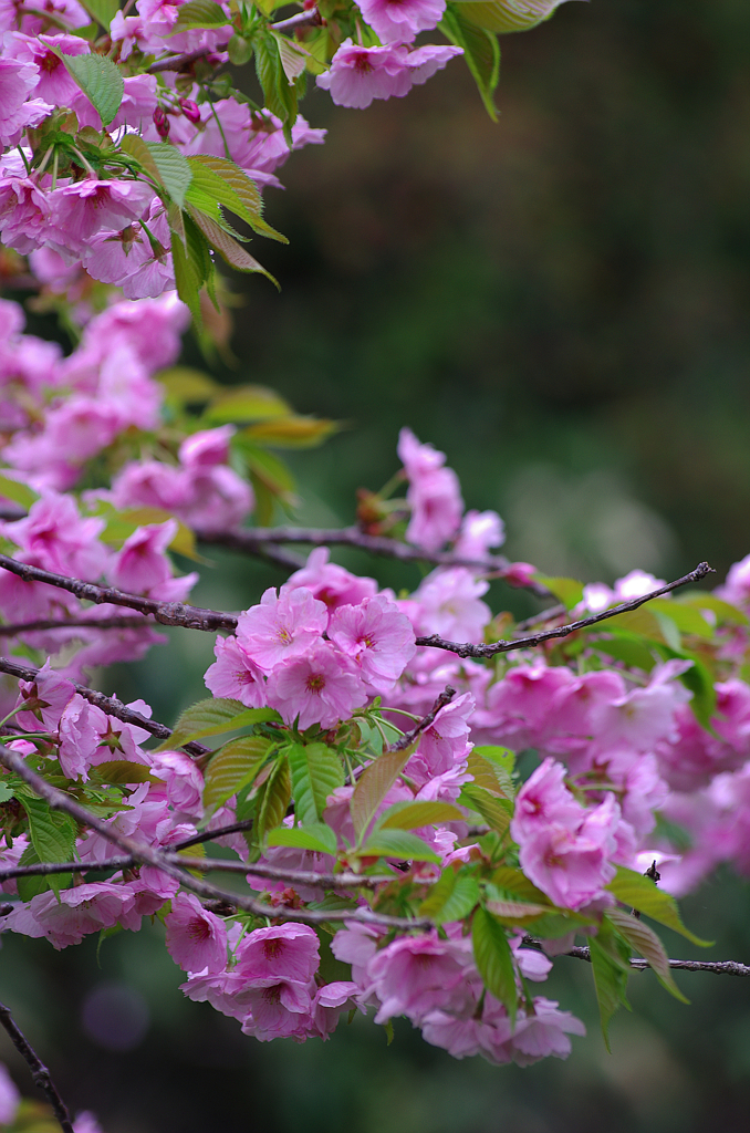 松前の桜