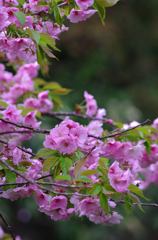 松前の桜