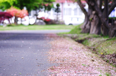 桜散る