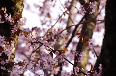 桜の葉を食べる