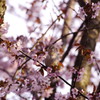 桜の葉を食べる