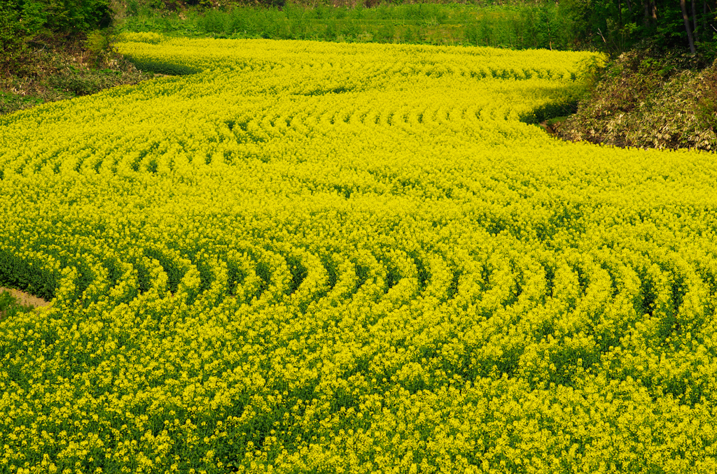 菜の花ロード