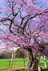 長寿桜