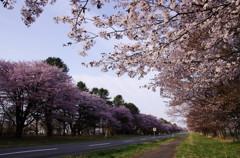 桜並木