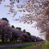 桜並木