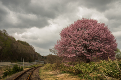 廃線と桜の木