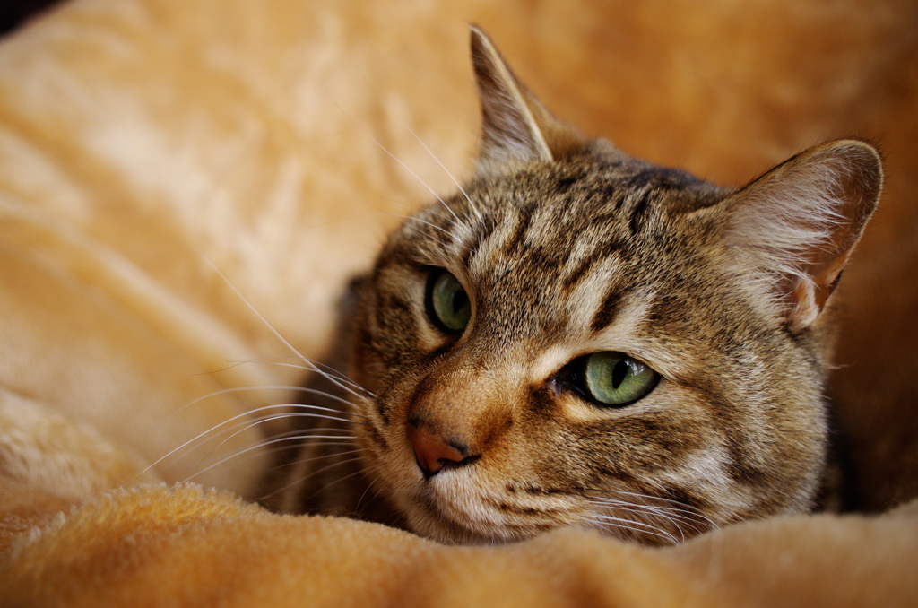 うちのねこ