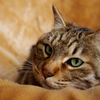 うちのねこ