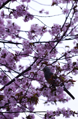 ヒヨドリと桜