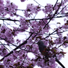 ヒヨドリと桜