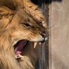 あくびをするライオン