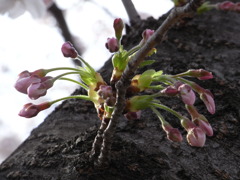 RIMG0739