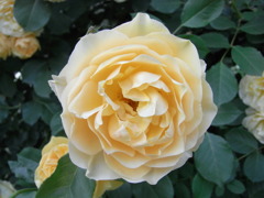 RIMG1212