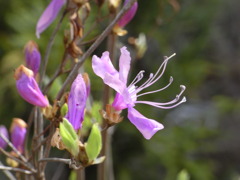 RIMG0950