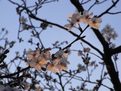 RIMG0720