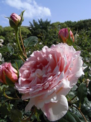 RIMG1217