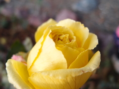 初冬の薔薇
