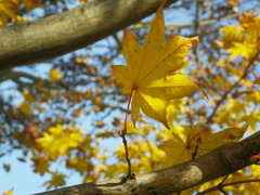 紅葉