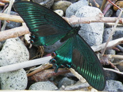 虫