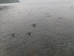湖面に雨粒