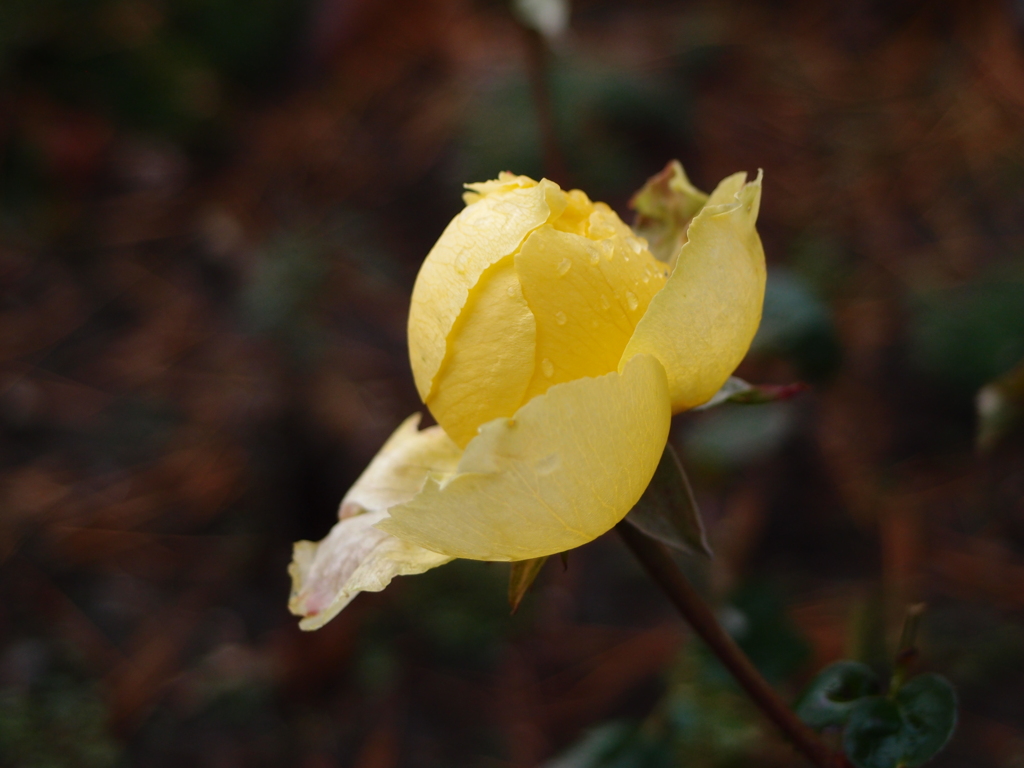 枯れ逝く薔薇
