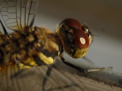 虫