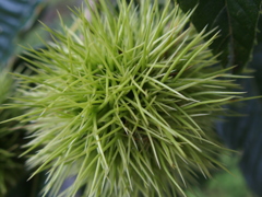 青栗
