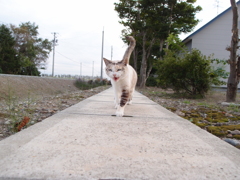 猫