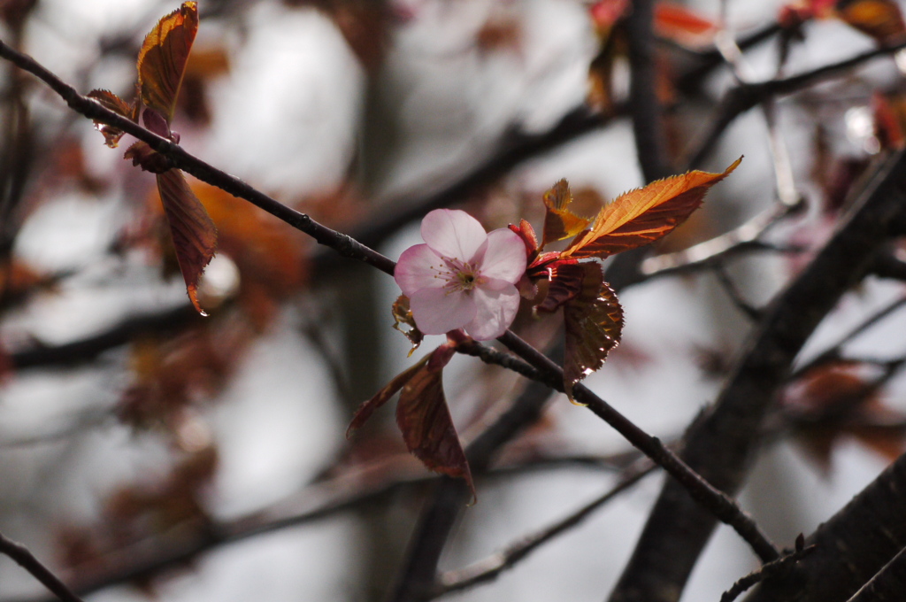 桜